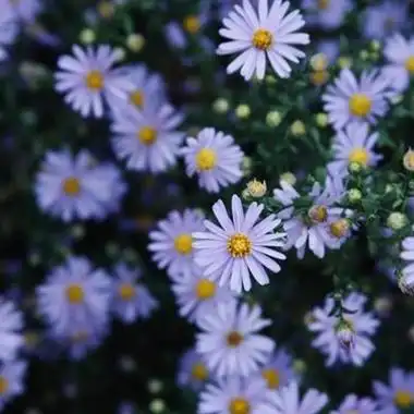 小清新花朵头像好看唯美白色的雏菊花图片