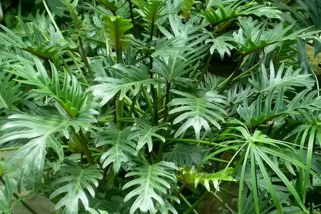 四季常青的草本植物,植株美观大方,茎叶细长而挺拔,深裂羽状的大叶子