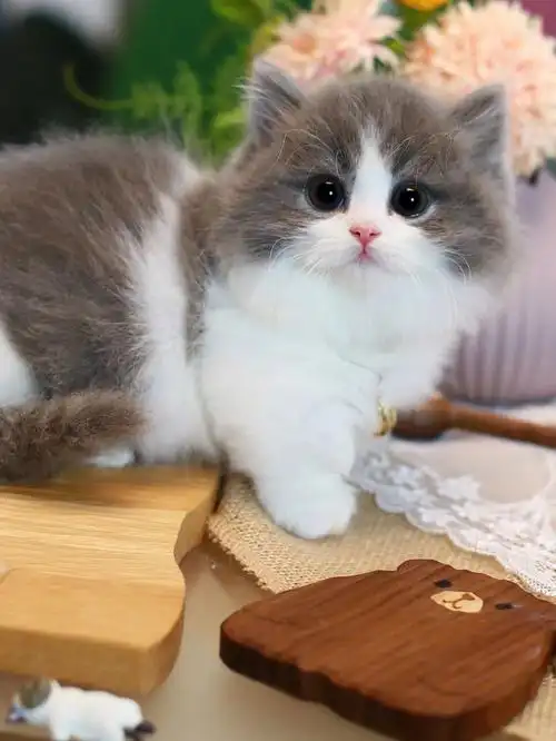 蓝白拿破仑长毛矮脚弟弟