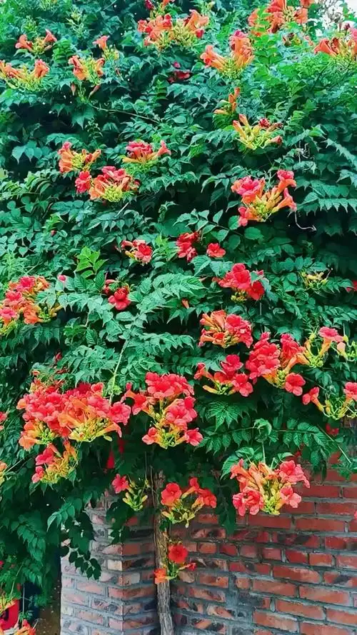 爬藤之王凌霄花耐旱耐寒特别好养