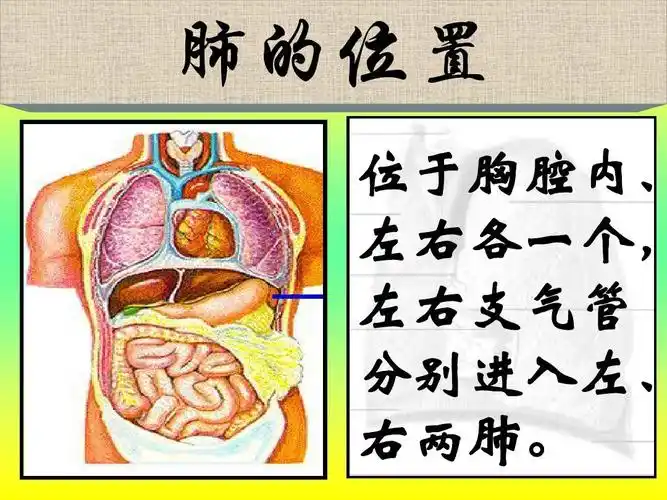 肺的位置 位于胸腔内, 左右各一个, 左右支气管 分别进入左, 右两肺.