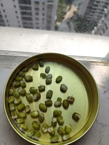 9.25发现有一颗绿豆脱壳了,迫不及待要出来了!