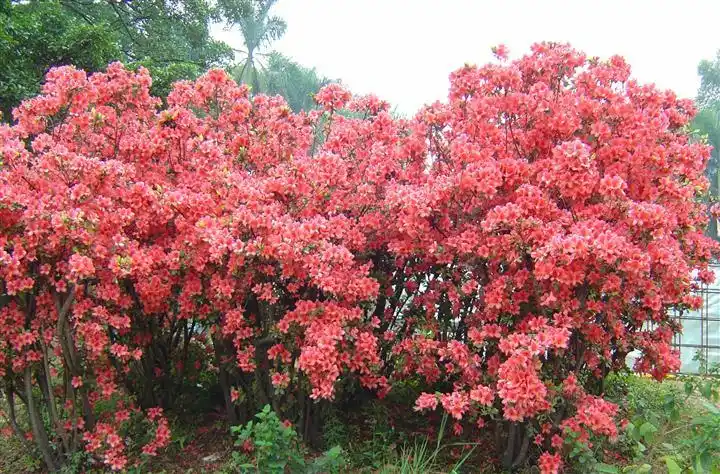 杜鹃花—浙江杜鹃花@浙江杜鹃批发