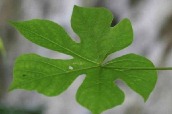 梧桐树的叶子像什么?