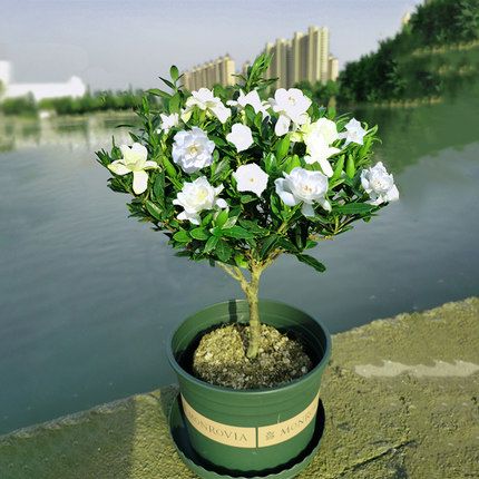 摆件浓香型栀子花绿植盆栽植物耐寒室内庭院桌面四季长青花卉