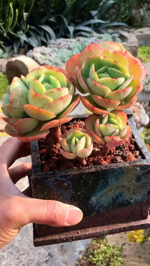 鸡蛋碧桃老桩整桩 11890