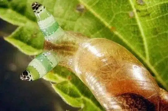 僵尸蜗牛会不会咬人僵尸蜗牛为什么叫僵尸蜗牛