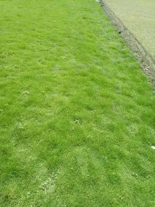 云南马尼拉草坪|云南乐邦机械设备租赁有限公司