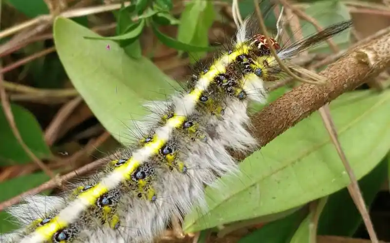 近距离拍摄枯叶蛾幼虫