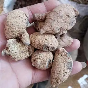 西藏血三七50克 圆头 雪三七藏三七土三七 无硫熏 泡酒料按需打粉