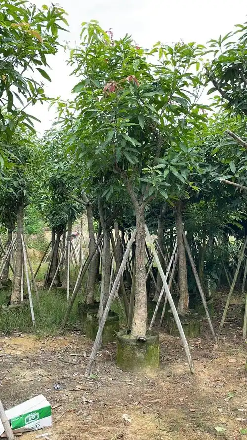 芒果树量大从优庭院园林种植 行道树 广东基地 绿化芒多规格供应