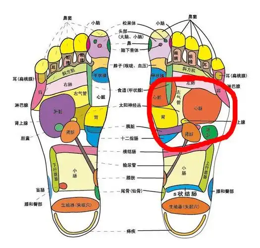 我的左脚前脚掌特别疼,这是什么原因_百度知道