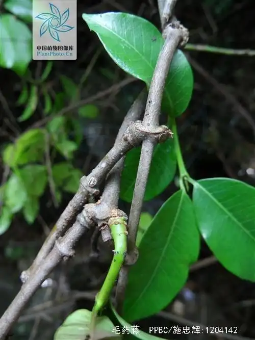 毛药藤