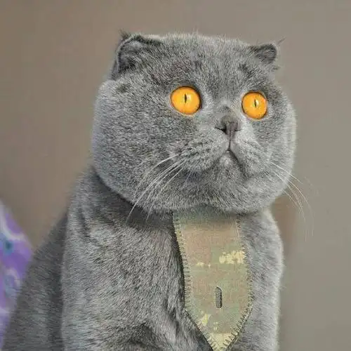 好一张大饼脸……大脸猫的忧伤你不懂