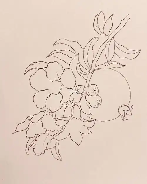 线描石榴与石榴花