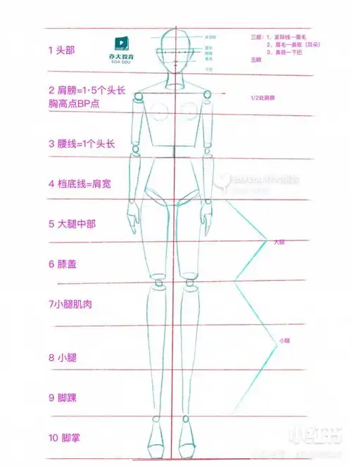 服装设计人体比例有三种85910头身