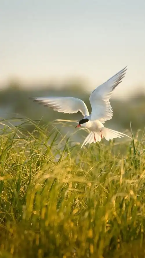 iphone 壁纸 鸟类飞行,草,夏天