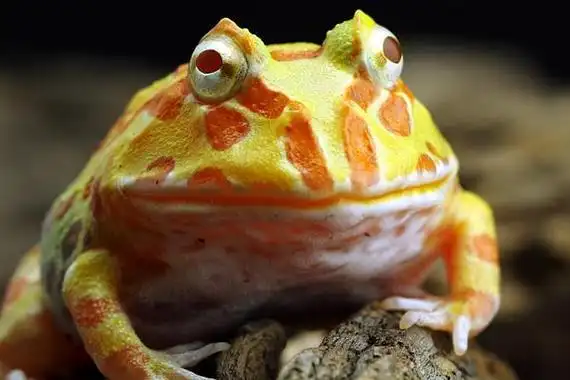 黄金角蛙寿命有多长用冷水养殖寿命会更长