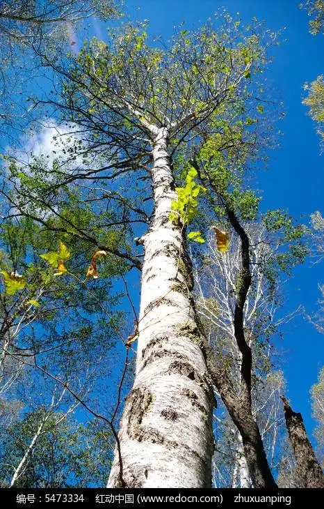 一棵粗壮的白桦树高清图片下载_红动中国