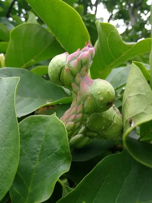 "可爱"的玉兰果实!