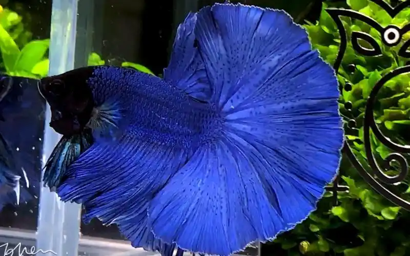 好完美的皇室蓝【半月斗鱼】【泰国斗鱼】