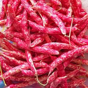 东北黄金钩红金钩豆角种子油豆秋季芸豆蔬菜种籽架豆四季播种孑