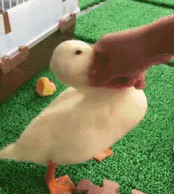 250_279gif 动态图 动图