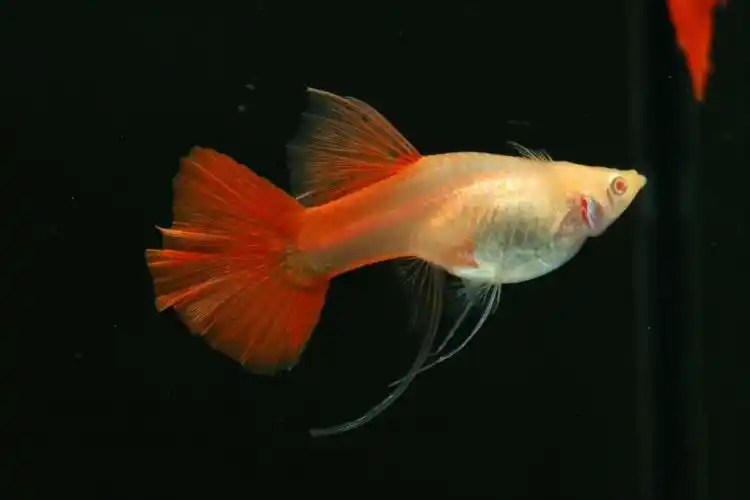 血红美国全红红礼服孔雀鱼包邮白子活体热带鱼观赏鱼红鱼纯种种鱼