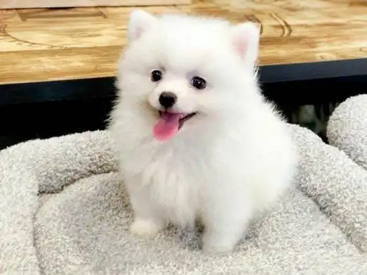 白博美价格白博美价格多少钱一只