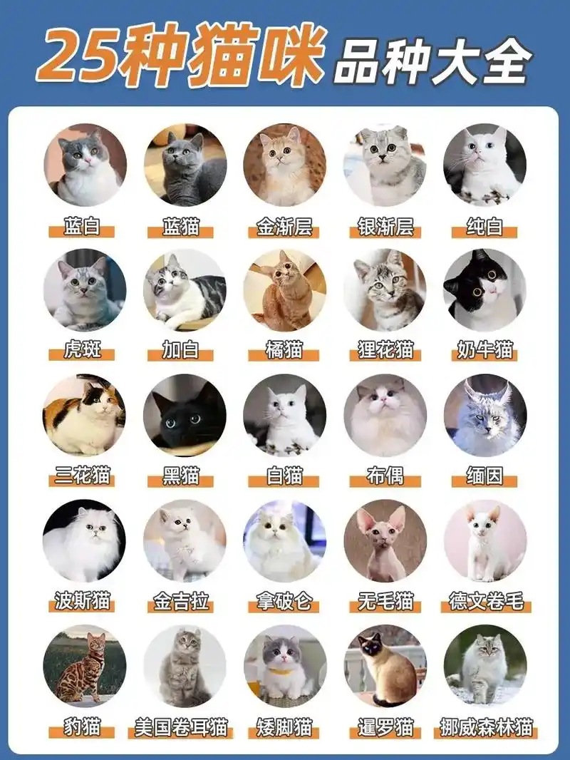 266566种适合家养的猫|猫咪品种大全～266566种适合家养的猫