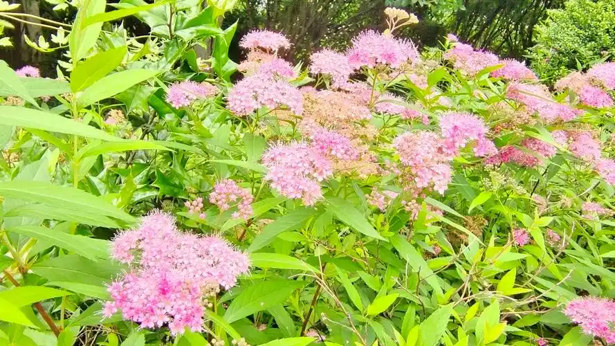 吉安随拍花花草草之粉花绣线菊