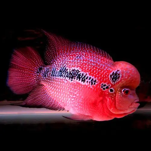 泰国花罗汉观赏鱼热带鱼中大型鱼 鸿运当头 成鱼