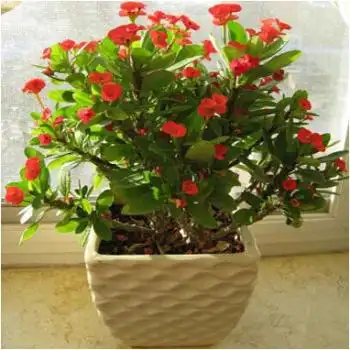 耐冻耐寒花卉刺梅花盆栽虎刺梅老桩大花大叶植物室内易活净化空气中号