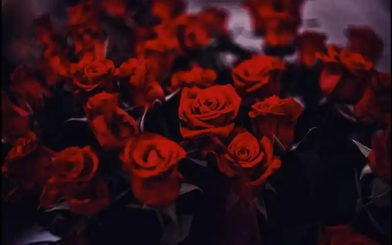 娇艳迷人的玫瑰花桌面壁纸