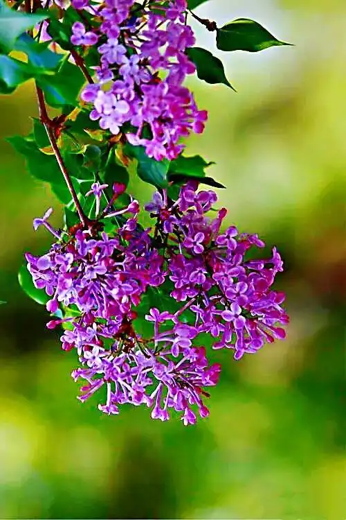 丁香花的颜色有哪些(丁香三品～清雅脱俗,芳香四溢的紫丁香,白丁香,红