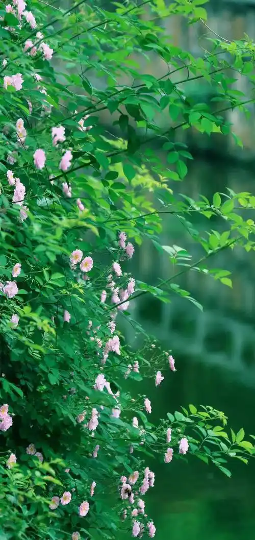 护眼绿色手机壁纸