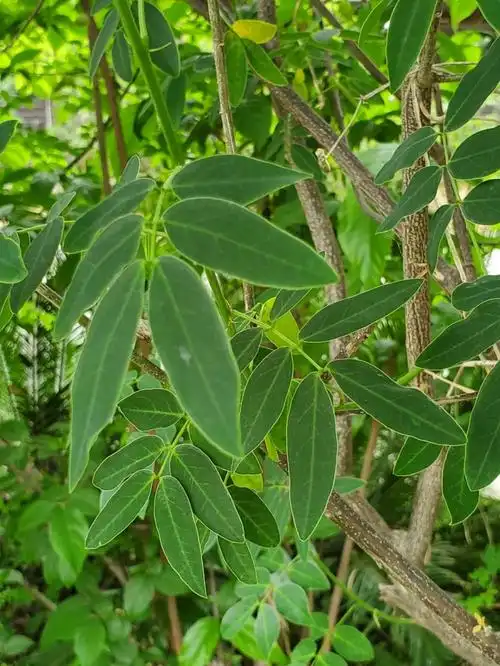 双荚决明偶数羽状复叶