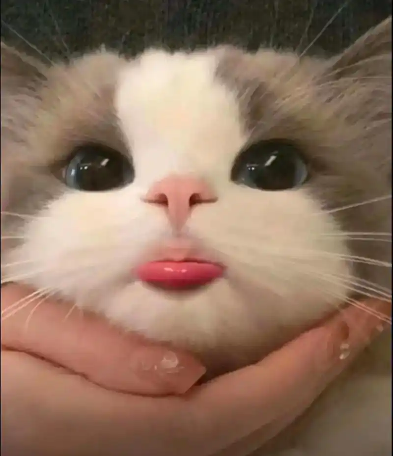 阔爱炸了 #谁能拒绝傻憨憨的小猫咪 #呆萌呆萌 - 抖音