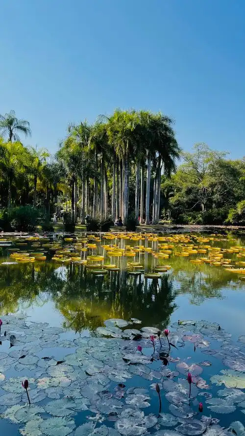 美丽的西双版纳勐仑景区植物园有植物王国的缩影绿宝石的心脏之誉
