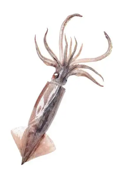 鱿鱼图片素材_图片id:122412529