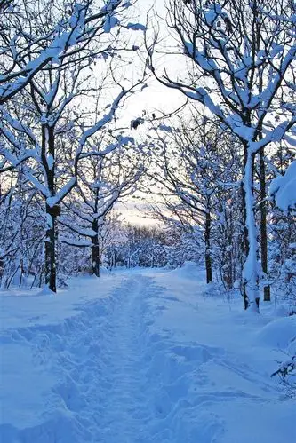 瑞典,树木,大雪,冬天 4k