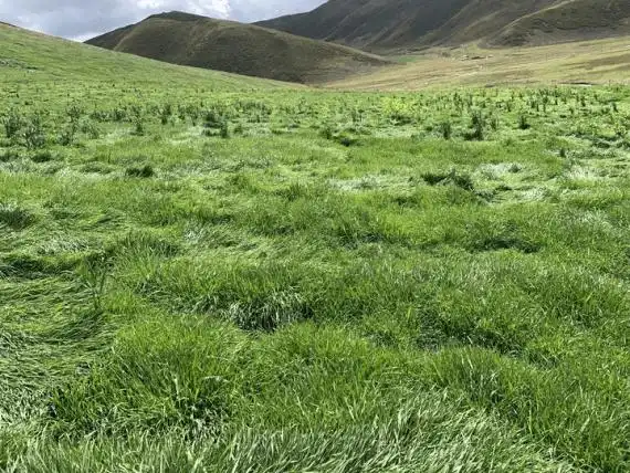 中国加强青藏高原高寒草原修复