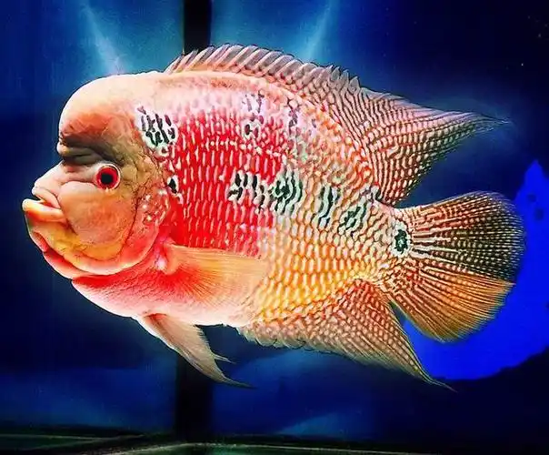 大家先不要管罗汉鱼什么时候起头,重要的是看你买