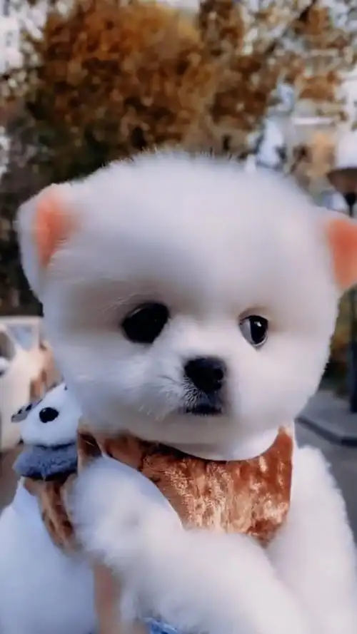 呆萌可爱的茶杯犬你喜欢吗