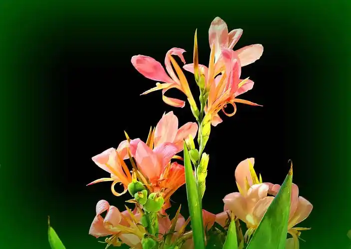 如花似玉美人蕉一20190619