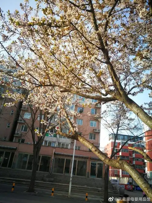 学校旁边樱花开了