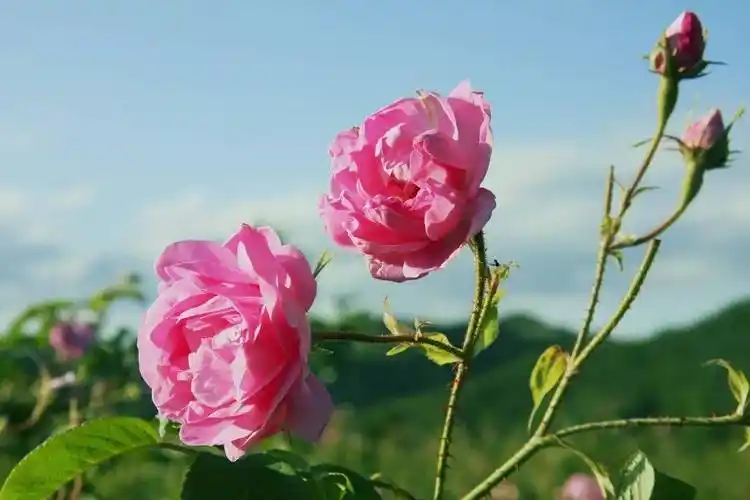 液体黄金之源世界公认的优质玫瑰品种大马士革玫瑰