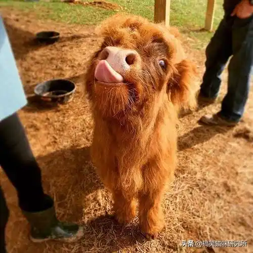 苏格兰高地牛宝宝表演嘟嘟嘴吐舌头吃播毫无压力萌翻了