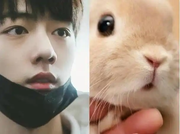 回顾:10位撞脸动物的明星王一博还能忍,看到易烊千玺简直是神似