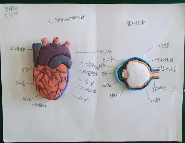 寓学于乐 我型我秀----和布克赛尔县第一中学生物模型制作大赛